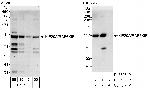 KIF20A/RAB6KIFL Antibody in Western Blot (WB)