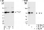 PPM1G Antibody in Western Blot (WB)