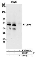 CBX8 Antibody in Immunoprecipitation (IP)