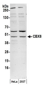 CBX8 Antibody in Western Blot (WB)