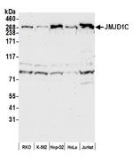 JMJD1C Polyclonal Antibody