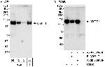 MYPT1 Polyclonal Antibody