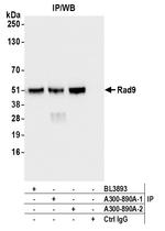 Rad9 Antibody in Immunoprecipitation (IP)