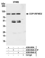 COP1/RFWD2 Antibody in Immunoprecipitation (IP)