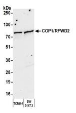 COP1/RFWD2 Antibody in Western Blot (WB)