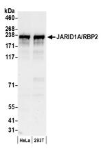 JARID1A/RBP2 Polyclonal Antibody