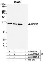 USP10 Antibody in Immunoprecipitation (IP)