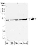 USP10 Antibody in Western Blot (WB)