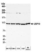 USP10 Antibody in Western Blot (WB)
