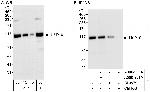USP10 Antibody in Western Blot (WB)