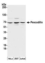 Pescadillo Polyclonal Antibody