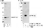 PPP1CC Antibody in Western Blot (WB)