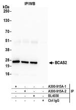 BCAS2 Antibody in Immunoprecipitation (IP)