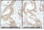 USP14 Antibody in Immunohistochemistry (Paraffin) (IHC (P))