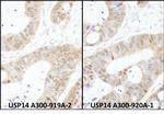 USP14 Polyclonal Antibody