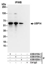 USP14 Antibody in Immunoprecipitation (IP)