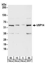 USP14 Antibody in Western Blot (WB)