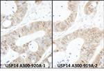 USP14 Polyclonal Antibody