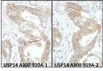 USP14 Antibody in Immunohistochemistry (Paraffin) (IHC (P))