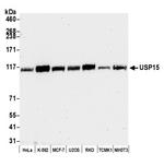 USP15 Polyclonal Antibody