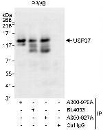 USP37 Antibody in Immunoprecipitation (IP)