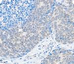 USP37 Polyclonal Antibody