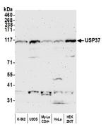 USP37 Antibody in Western Blot (WB)
