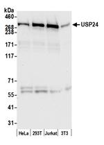 USP24 Polyclonal Antibody