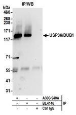 USP36/DUB1 Antibody in Immunoprecipitation (IP)