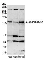 USP36/DUB1 Antibody in Western Blot (WB)