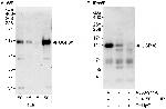 USP38 Polyclonal Antibody