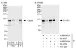TCEB3 Polyclonal Antibody