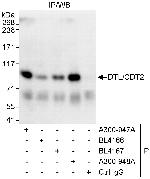 DTL/CDT2 Antibody in Immunoprecipitation (IP)