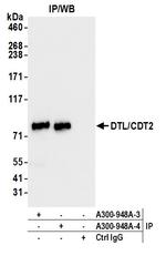 DTL/CDT2 Antibody in Immunoprecipitation (IP)
