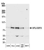 DTL/CDT2 Antibody in Western Blot (WB)
