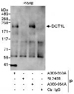 DOT1L Polyclonal Antibody