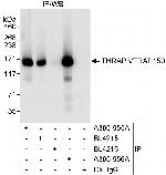 THRAP3/TRAP150 Polyclonal Antibody
