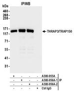 THRAP3/TRAP150 Antibody in Immunoprecipitation (IP)