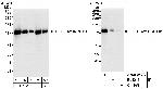 EFTUD2/SNRP116 Antibody in Western Blot (WB)