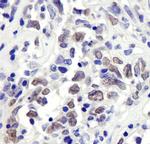 RbBP7 Polyclonal Antibody