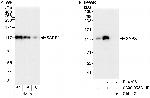 SAPS1 Polyclonal Antibody