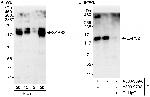 SAPS2 Polyclonal Antibody