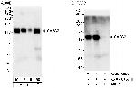 SAPS2 Polyclonal Antibody