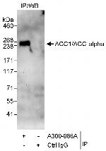 ACC1/ACC-alpha Polyclonal Antibody
