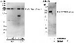 ACC1/ACC-alpha Polyclonal Antibody