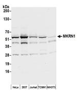 MKRN1 Polyclonal Antibody