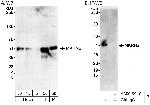 MKRN2 Antibody in Western Blot (WB)