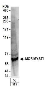 MOF/MYST1 Antibody in Western Blot (WB)