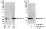 MOF/MYST1 Antibody in Western Blot (WB)