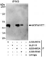 MOF/MYST1 Polyclonal Antibody